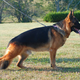 Image for article titled This Dog Is One Fierce Son Of An Xbox